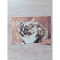 Календарик 1993