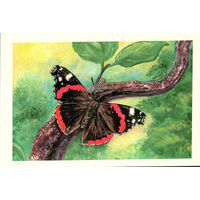 Открытка "Бабочка"