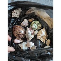 Ракушки СССР из коллекции