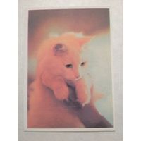 Карманный календарик. Котик. 1993 год