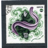 СССР 1975.. Экспо-75. Фауна моря. Угорь