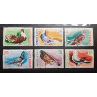 Румыния. 1981 год. Фауна. Птицы. Голуби (360)