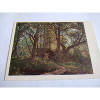 Открытка 1985г. И. Шишкин. Старые липы.