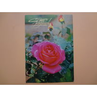 С днем рождения!  Роза  1979 г.