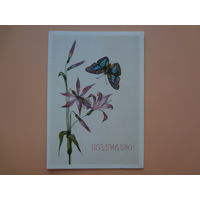 Поздравляю!  Цветы, бабочки.  1989 г.