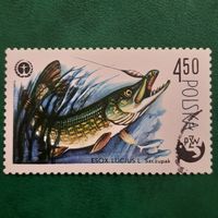 Польша 1979. Щука. Марка из серии