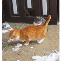 3 красивые котенка(кошечки) ищут хозяина