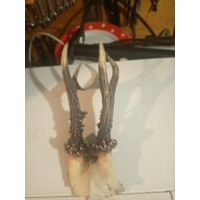 Рога косули