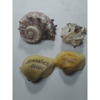 Раковины морские с рубля.