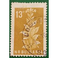 Болгария 1965. Флора.Табак