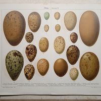 ЯЙЦА.- таб. 2.    ХРОМОЛИТОГРАФИЯ СПБ.   Конец 19века. 33+25см.