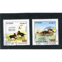 Тунис. Фауна. Местные виды птиц