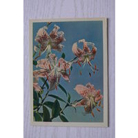 Игнатович Е.(фото), Лилия; 1963, чистая.