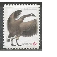 Канада. Птицы. Бранта канадская. 2018г. Mi#3209.