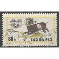Чехословакия. Европейский муфлон. 1971г. Mi#2016.