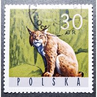 Марка Польша 1965 год Фауна