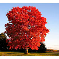 Дуб красный (Quersus Rubra) Саженцы ЗКС по 40 см