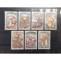 Никарагуа. 1985 год. Флора. Грибы (93)