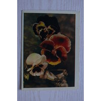 Раскин Л.(фото), Анютины глазки; 1963, чистая.