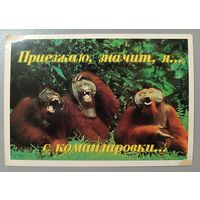 Обезьяны. Открытка