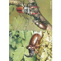 Беларусь 1993 ДМПК с ОМ Жук-олень Жук-носорог (алб)