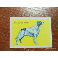 Спичечная этикетка Английский сеттер