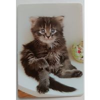 Котенок. Календарик, глянец, 2024