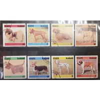 Стаффа. Шотландия. Фауна. Собаки (1232)