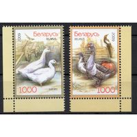 Беларусь 2009. Домашние птицы. Утки, гуси (464)