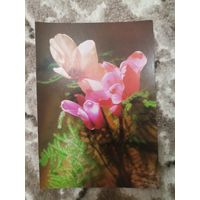 Открытка СССР чистая