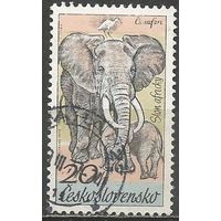 Чехословакия. Парк Двур Кралове. Слон. 1976г. Mi#2345.
