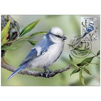 Картмаксимум "Птица года. Белая лазоревка"и