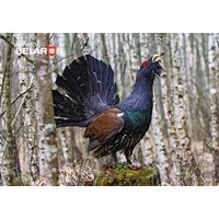 Серия "Планета "Беларусь". Глухарь. Открытка, глянец