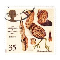 Великобритания Большая выпь