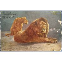 Отдых. Львы. Роза Бонер.1910 г.