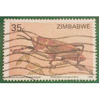 Зимбабве 1988. Короткоусый кузнечик