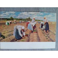1952. соцреализм. Кугач. На огороде