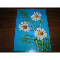 Цветы Ромашки Болгария чистая