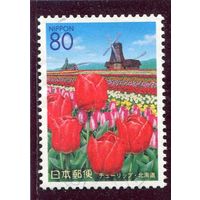 Япония. Цветы. Тюльпаны. Ветряная мельница