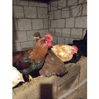 Петушки 5 месяцев.