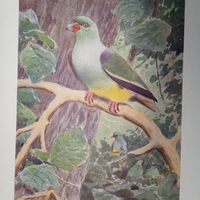 Попугайный голубь. Литография СПБ. Энциклопедическая гравюра конец 19века 25х17см. РАСПРОДАЖА КОЛЛЕКЦИИ.