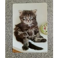 Календарик карманный 2024 котенок Фауна