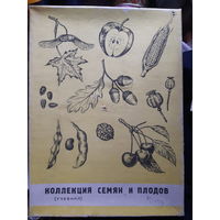 Гербарий Коллекция семян и плодов