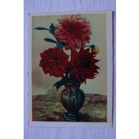 Шагин И.(фото), Георгины; 1963, чистая.