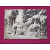 Сочи. Зима. 30 г. Чистая.