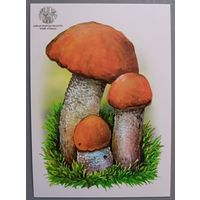 Подосиновик. Открытка