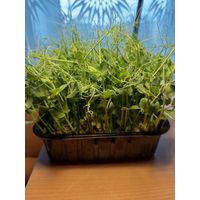 Микрозелень гороха (Мадрас)