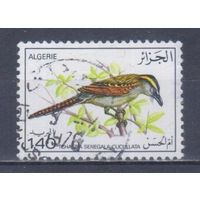[441] Алжир 1976. Фауна.Птицы. Гашеная марка.