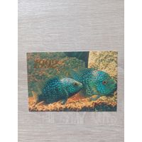 Календарик 1992