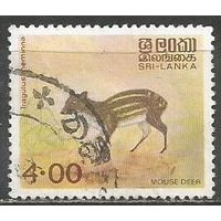 Шри Ланка. Мышиный олень. 1981г. Mi#С 545.